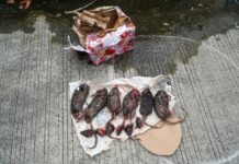 Paket Bangkai Tikus di Kantor Tempo, KKJ: Ini Sudah Termasuk Darurat Kebebasan Pers!