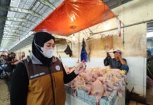 Tim Dokter Puskeswan Maros Periksa Kualitas Daging di Pasaran Jelang Lebaran Salah seorang dokter hewan mengambil sampel dari daging ayam di pasar Tramo (Ist).