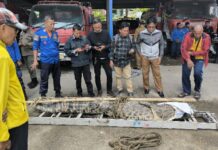 Buaya Muara Ukuran Empat Meter dievakuasi Damkar Dari Sawah Warga di Pangkep