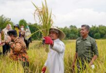 Pemprov Sulsel Pecahkan Rekor, Serapan Gabah Capai Target 131 Persen