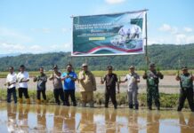 Ikut Gerakan Tanam Padi Serentak, Chaidir Syam Beberkan Capaian Serapan Gabah 334 Persen