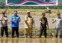 Ketua DPRD Maros Hadiri Tanam Padi Serentak Bersama Bupati di Simbang