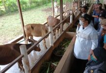 Pemkab Maros Akan Salurkan 28 Ekor Sapi Kurban Iduladha 1446 H