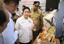 Petani Maros Keluhkan Alat Pertanian dan Pupuk, Titiek Soeharto Janji Kirim Traktor
