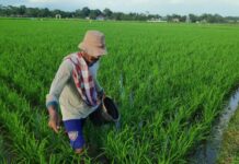 Serapan Pupuk Subsidi di Maros Baru 47 Persen hingga September 2025