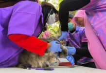 Peringati Hari Rabies Sedunia, Ratusan Hewan di Maros Dapat Vaksin Gratis Saat CFD