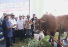 Ketua MPR dan Mentan Buka Festival Peternak Sapi Nasional di Jember, Dorong Anak Muda Cinta Ternak