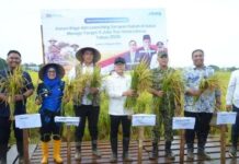 Ketua DPRD Maros Bersama Forkopimda Dampingi Menko Pangan, Panen Raya di Turikale
