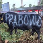 Sulsel Kebagian 25 Sapi Kurban Presiden Prabowo, Didistribusikan Ke 24 Daerah