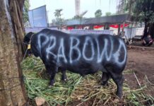 Sulsel Kebagian 25 Sapi Kurban Presiden Prabowo, Didistribusikan ke 24 Daerah