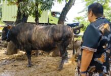 Si Rambo Terpilih Jadi Sapi Kurban Presiden Prabowo untuk Warga Maros