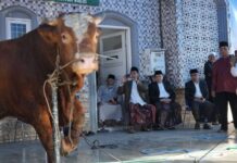 Appi Saksikan Penyembelihan Sapi Kurban Presiden Prabowo di Makassar, Bobotnya 923 Kg