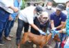 Anjing Positif Rabies Serang 8 Warga, Pemkab Maros dan BBVet Kebut Vaksinasi Massal