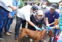 Anjing Positif Rabies Serang 8 Warga, Pemkab Maros dan BBVet Kebut Vaksinasi Massal