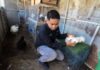 Berawal dari Hobi, Pemuda Maros Raup Omzet Rp5 Juta Sebulan dari Ayam Hias Impor