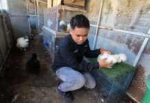 Berawal dari Hobi, Pemuda Maros Raup Omzet Rp5 Juta Sebulan dari Ayam Hias Impor