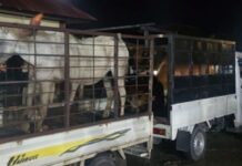 Curi Kuda Seharga Rp15 Juta di Maros, 2 Pelaku Dibekuk Polres Maros di Bone