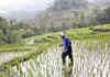Harga Pupuk Subsidi Turun 20 Persen, Pemerintah Pangkas 145 Regulasi
