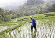 Harga Pupuk Subsidi Turun 20 Persen, Pemerintah Pangkas 145 Regulasi