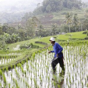 Harga Pupuk Subsidi Turun 20 Persen, Pemerintah Pangkas 145 Regulasi